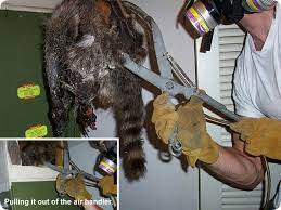 Dead Raccoon In House Horrible Smell