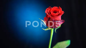 Download and use 60,000+ rose flower stock photos for free. Beautiful Flowers Red Rose For Lovers Stock Video Pond5