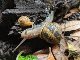 pet snails scaled sitting services