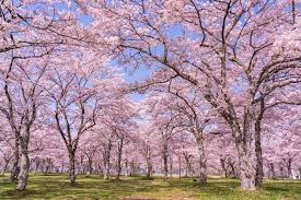 日本の桜の名所が多く集まる京都。2024年の見頃はいつ頃になる？ | caedeKyoto[カエデ京都] 紅葉と伝統美を引き継ぐバッグ