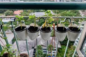 Edible Balcony Gardening Malaysia 10