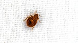 do bed bugs fly pure environmental
