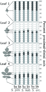Elongation Of The Proximal Distal Leaf Axis In Response To