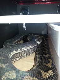 thinking about a carpet python