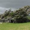 The most southerly spot on new zealand's south island is home to surreally shaped, permanently mangled trees. 1