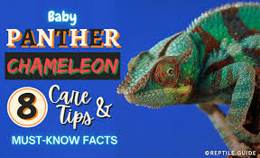 baby panther chameleon cost t