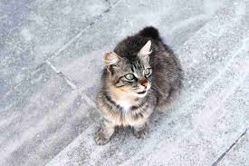 stray cat from a feral cat or a wildcat