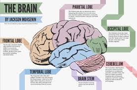 Image Result For Parts Of The Brain And Their Functions