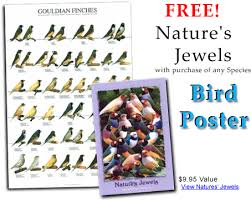 Ladygouldianfinch Com Bird Posters