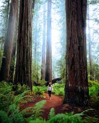 redwood national park itinerary