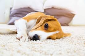 what type of carpet is best for pets