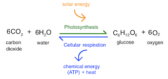 Photosynthesis Review Article Khan