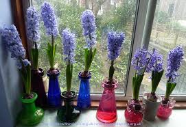 Hyacinth Vases There Is Nothing Half
