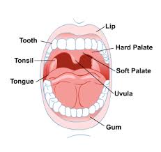 mouth and teeth medlineplus