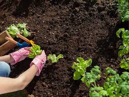 How To Improve Your Soil Saga