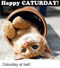 Image result for caturday