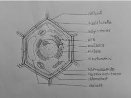 draw a neat labelled diagram of plant cell