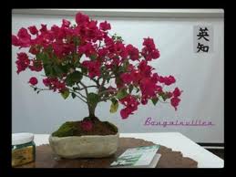 bougainvillea bonsai tree picture of