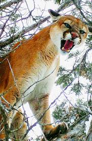You should consider yourself fortunate if you ever get the opportunity to see one of these big cats. Mountain Lion Mystery Do More Cougar Confrontations Mean There Are More Of The Big Cats In East Idaho Local Idahostatejournal Com