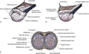 Recent examples on the web testosterone, which is produced in abundance by male testes, has been shown to tamp down inflammation. Testes And Scrotum Veterian Key