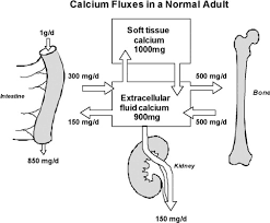disorders of calcium metabolism an