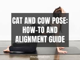 We designed our cafe to be fully waste free in. How To Do Cat Cow Pose Correctly Video Tutorial Inside The Yogamad