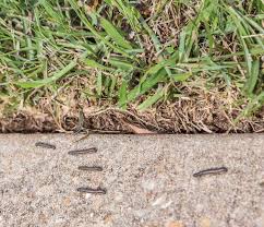 get rid of fall armyworms before they