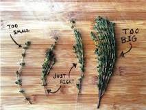 How much thyme is in a sprig?