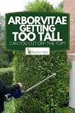 What happens if you cut the top off of an arborvitae?