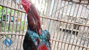 4 jenis ayam petarung yang populer di indonesia #ayamaduan #ayampetarung bentuk kaki ayam yang mempunyai pukulan keras harus terlihat. Karakter Ayam Aduan Yang Memiliki Pukulan Mematikan