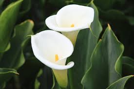 calla lily care tips for indoor