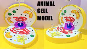 The cell is the basic unit of all living things. Animal Cell Model 3d School Science Exhibition Project Diy Science Fair Model Youtube