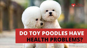 do toy poodles have health problems