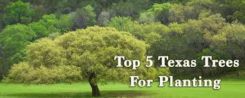 Located in prosper, tx, we offer treee sales, tree transplanting, tree. Top 5 Texas Trees For Planting