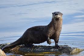 River Otter Chesapeake Bay Program