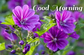 Don't forget to share these images on. 20 Flowers Good Morning Images Good Morning Images Love
