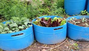 Vegetable Garden In The Ground Or In Pots