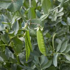 garden pea pisum sativum flower leaf