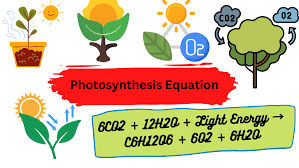 What Is The Photosynthesis Equation
