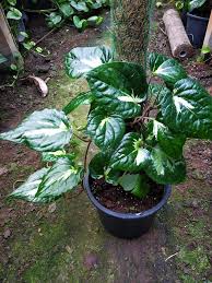 how to grow betel leaf plant nursery