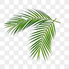 palm leaf png transpa images free