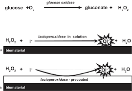 peroxidase systems producing hypoiodite