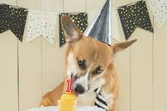 Can dogs eat cake frosting?