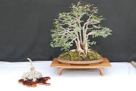 Bonsai Exhibition