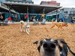 Now think of your favorite coffee shop. Bark Social Dog Park Bar Opens With Draft Beer And Espresso In North Bethesda Eater Dc
