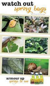 Spring Garden Pests To Control About