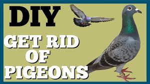 trick to get rid of pigeons on roof