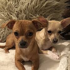 chihuahua puppies and dogs in