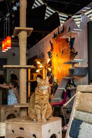 Grant park refers to the oldest city park in atlanta, georgia, united states, as well as the victorian neighborhood surrounding it. Meow Marietta Is Getting A Java Cats Cafe Atlanta Magazine
