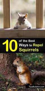 10 quick and easy ways to repel squirrels